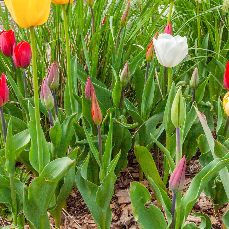 tulpen in knop in een border