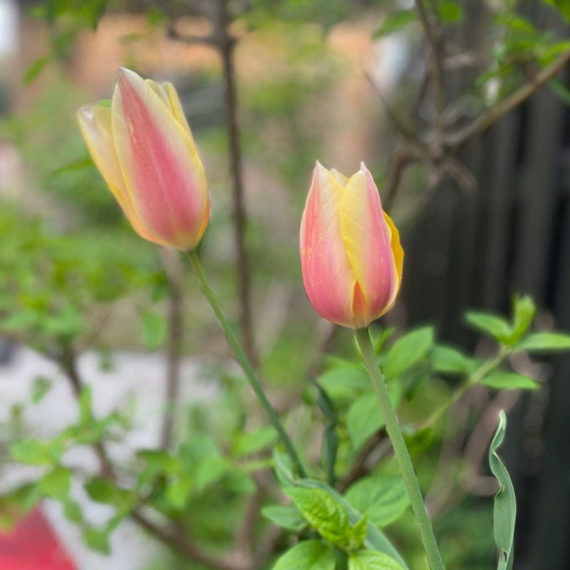 tulp blushing lady in bloei