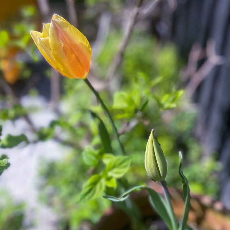 blushing lady in knop