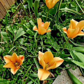 Tulp Bronze Charm