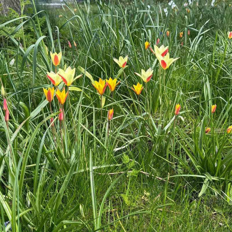 kleine geel rode tulpen in grasveld