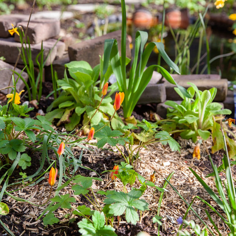 kleine rood met gele  tulpen nog net niet open in een tuin