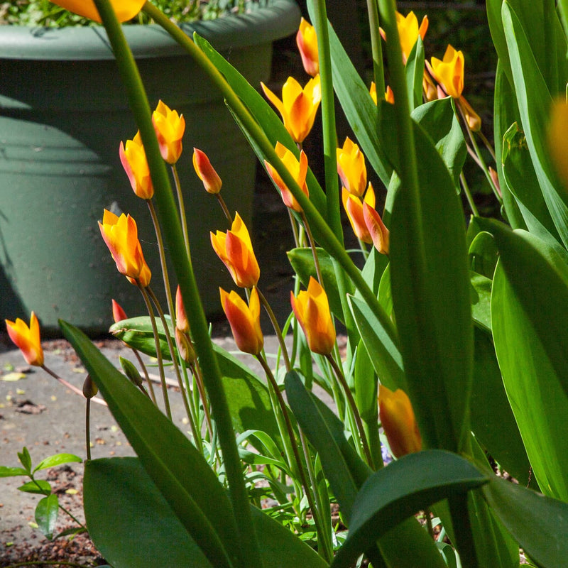 een close up van een kleine rood gele tulpen in de zon