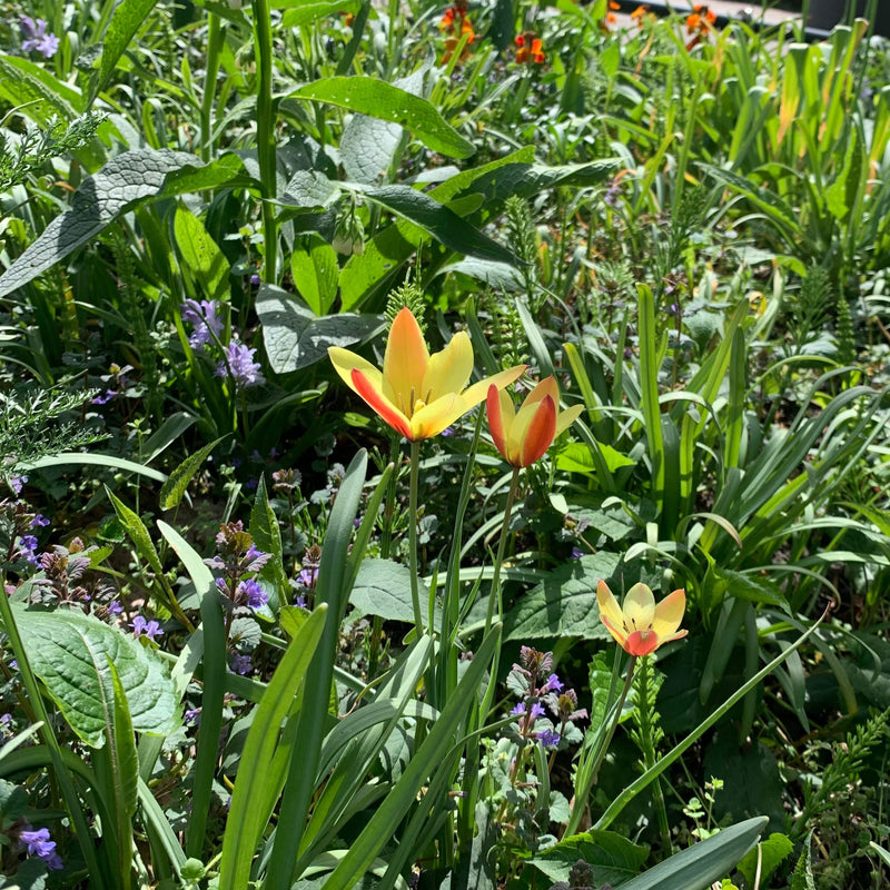 Biologische gekweekte gele tulp in een tuin met vaste planten. 