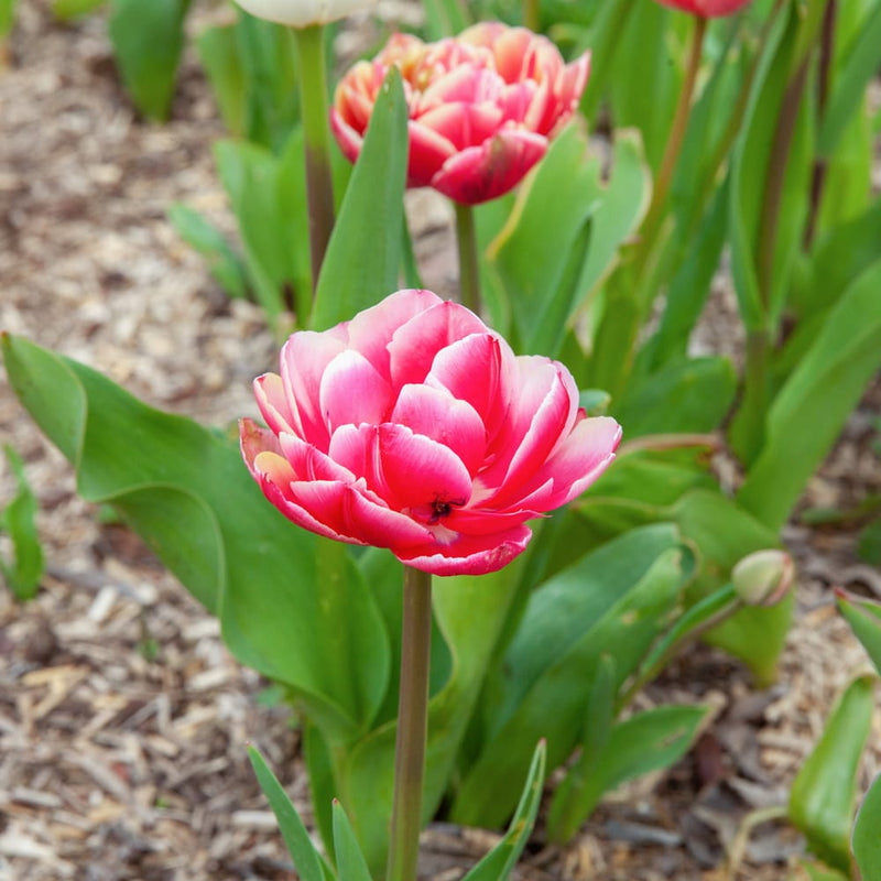 close up van een roze tulp met zacht roze randen