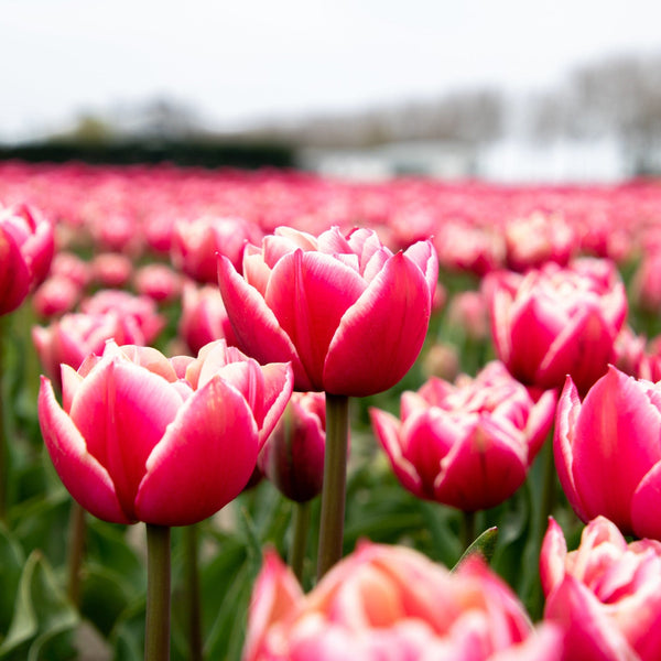 Tulp Columbus