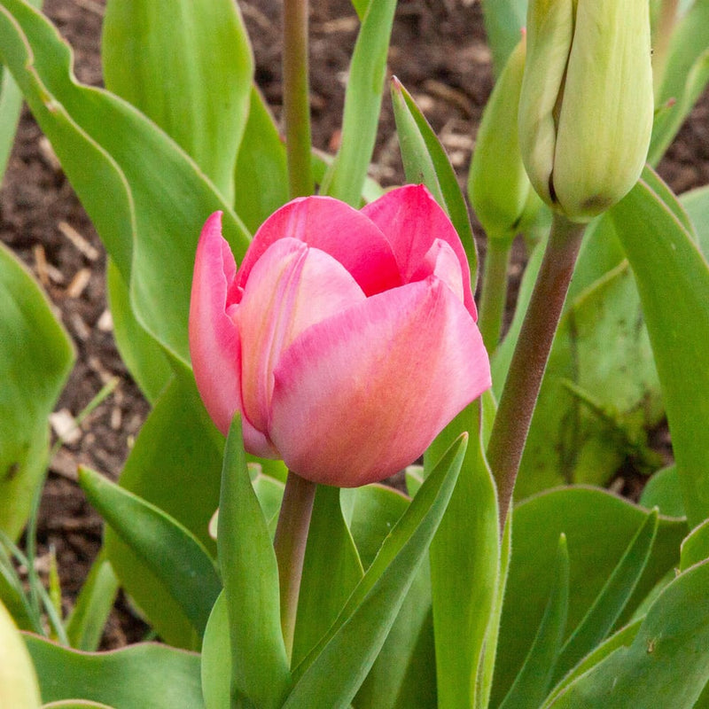 close up van een roze tulp