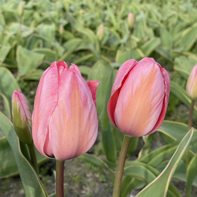 Biologisce tulp design impression, zonder gif gekweekt. 