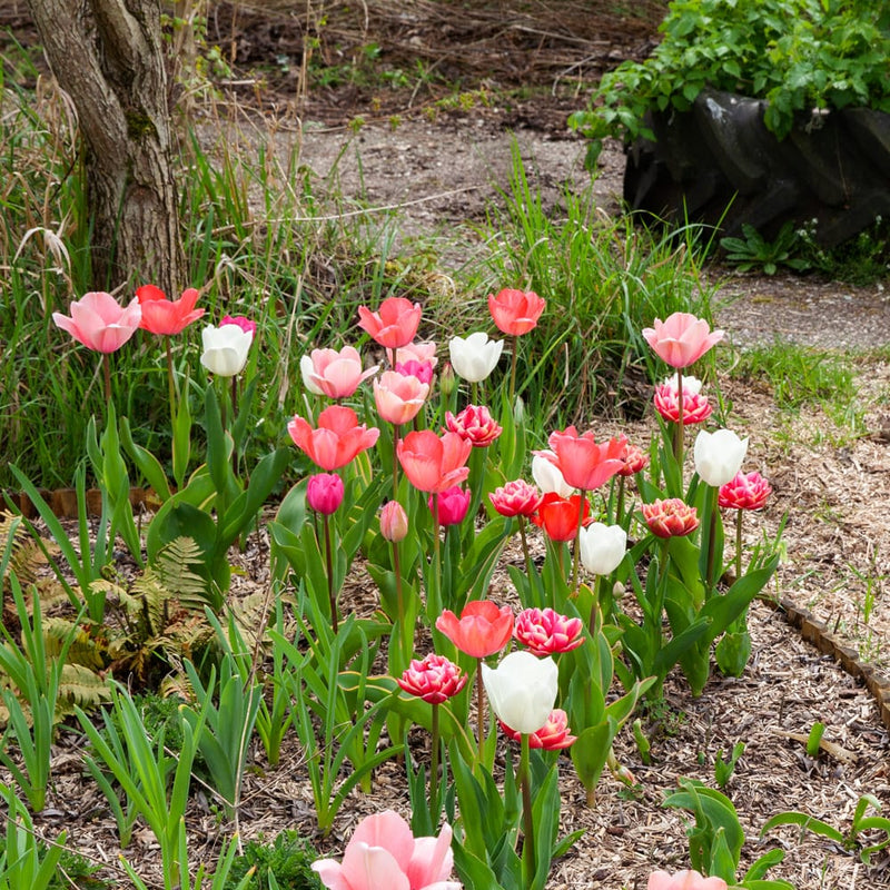 tulp met oranje roze bloem in een border