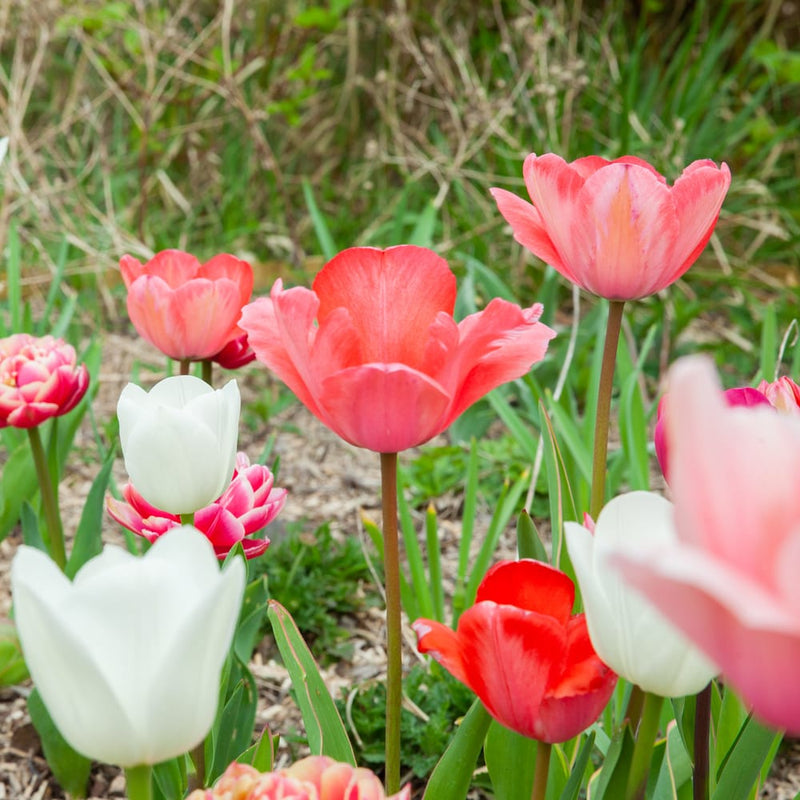 tulp met oranje roze bloem in een border