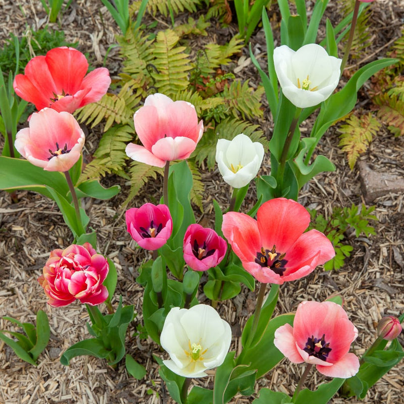 tulp met oranje roze bloem in een border