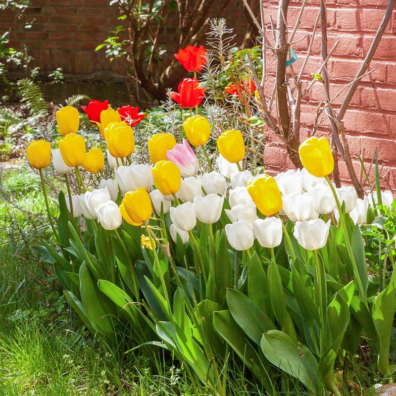 tulp met witte bloem en roze randen