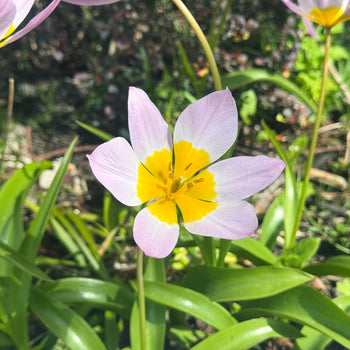 Tulp Saxatilis