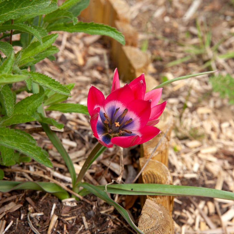 laagblijvende kleine tulp met rode bloem en wit blauw hart