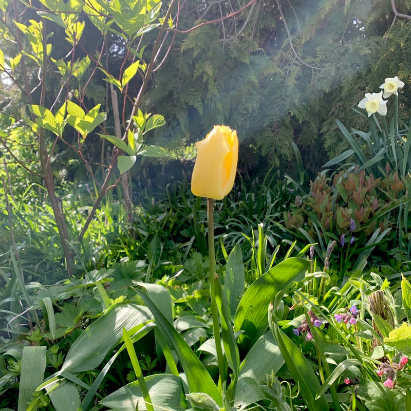 tulp novi sun in zonlicht