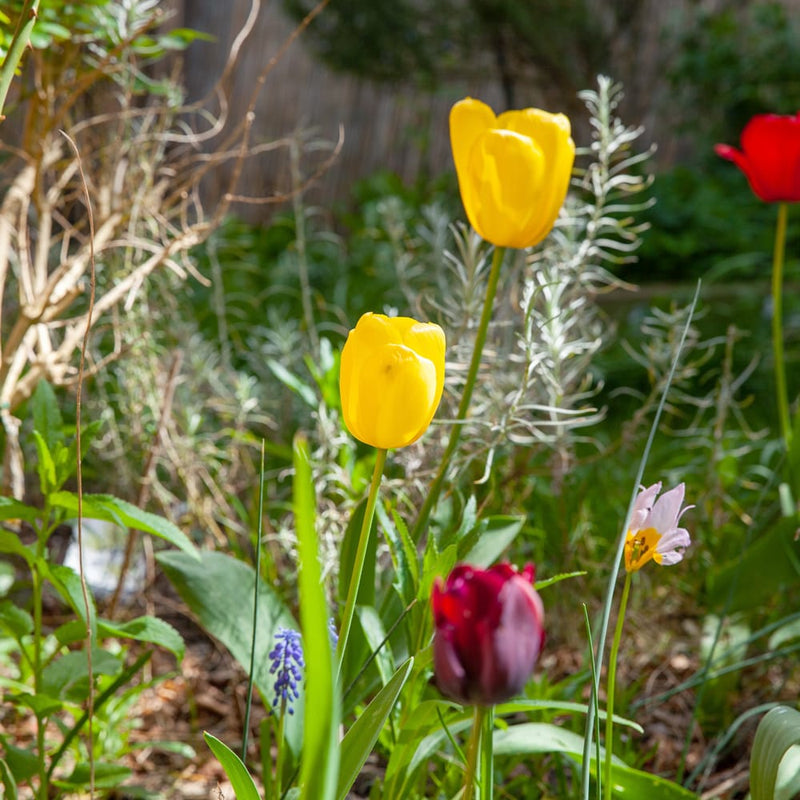 tulp met gele bloem in een tuin