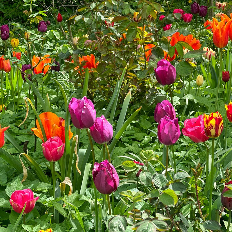 tulp met paarse bloem in een tuin