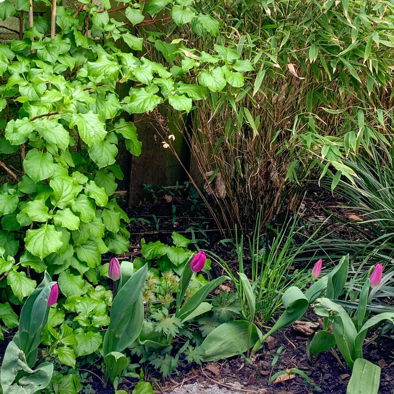 tulpen op een rij in een border met paarse bloem