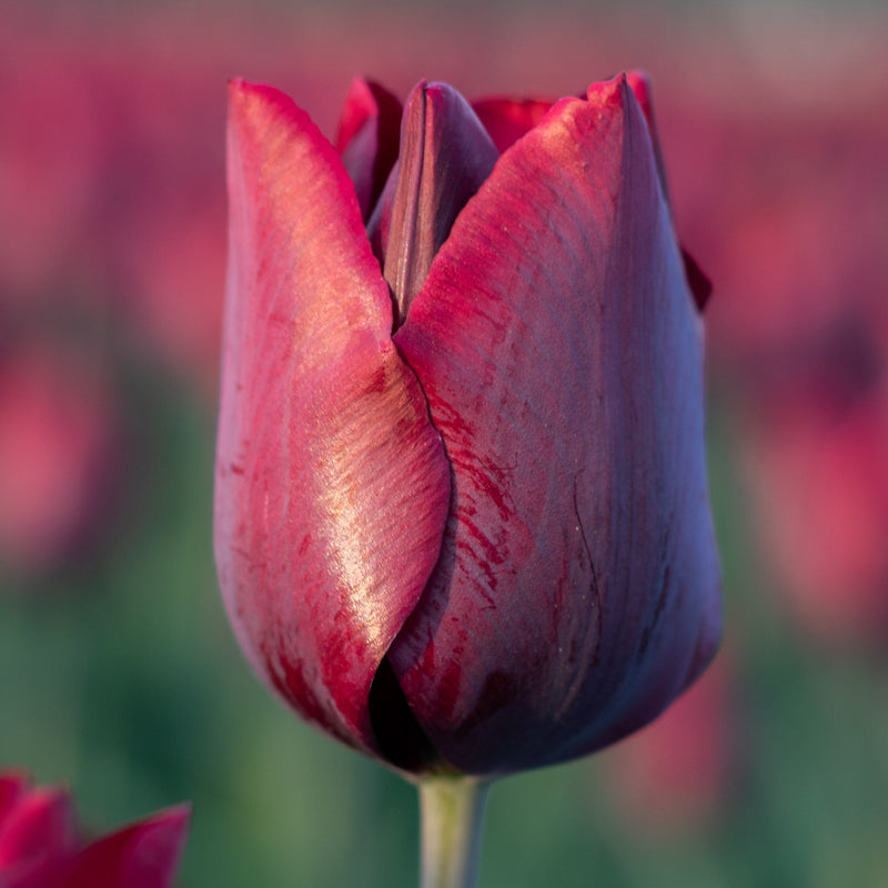 Tulp Ronaldo