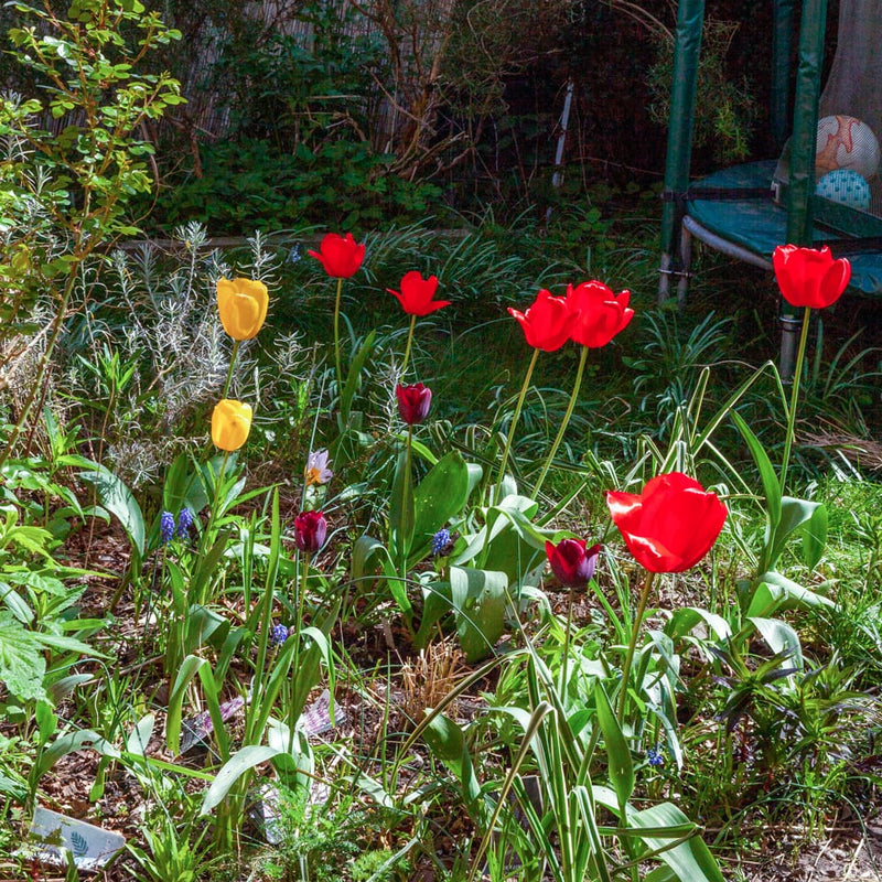 Gele rode en donkerpaarse tulpen in een tuin