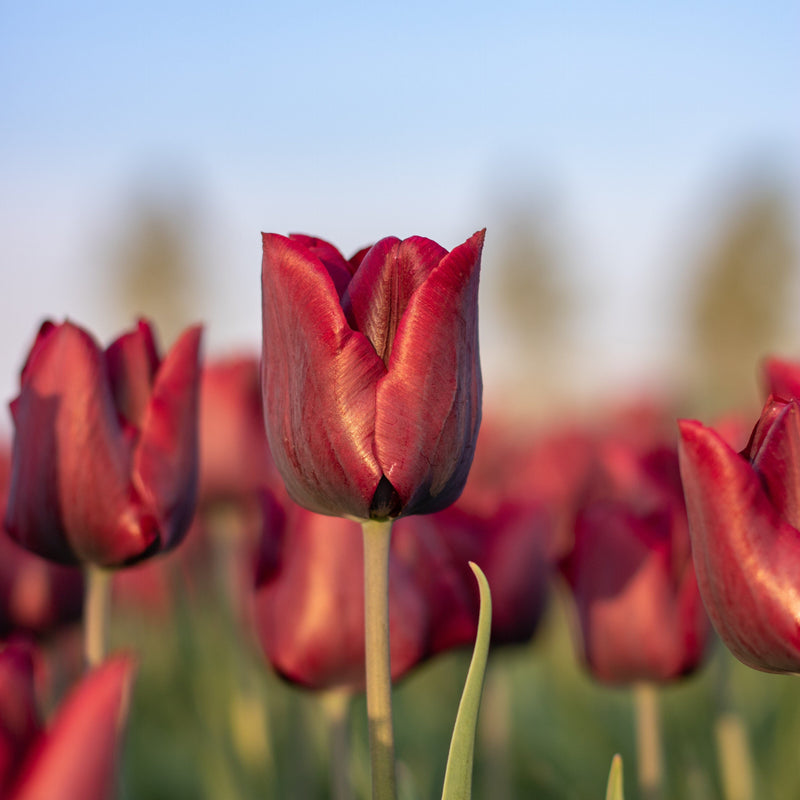 Donkere tulp in bloei, gekweekt zonder pesticiden 