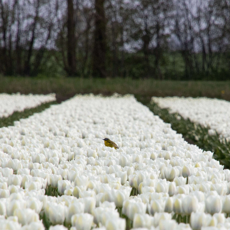 biologische witte tulp