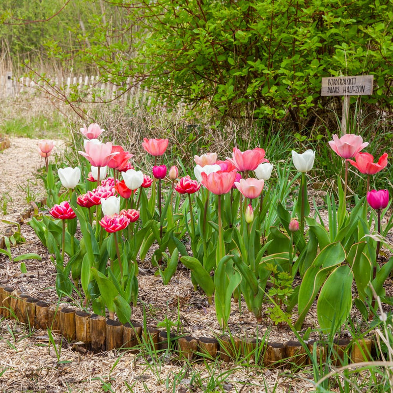 duurzaam geteelde tulp met witte bloem in een border met andere tulpen
