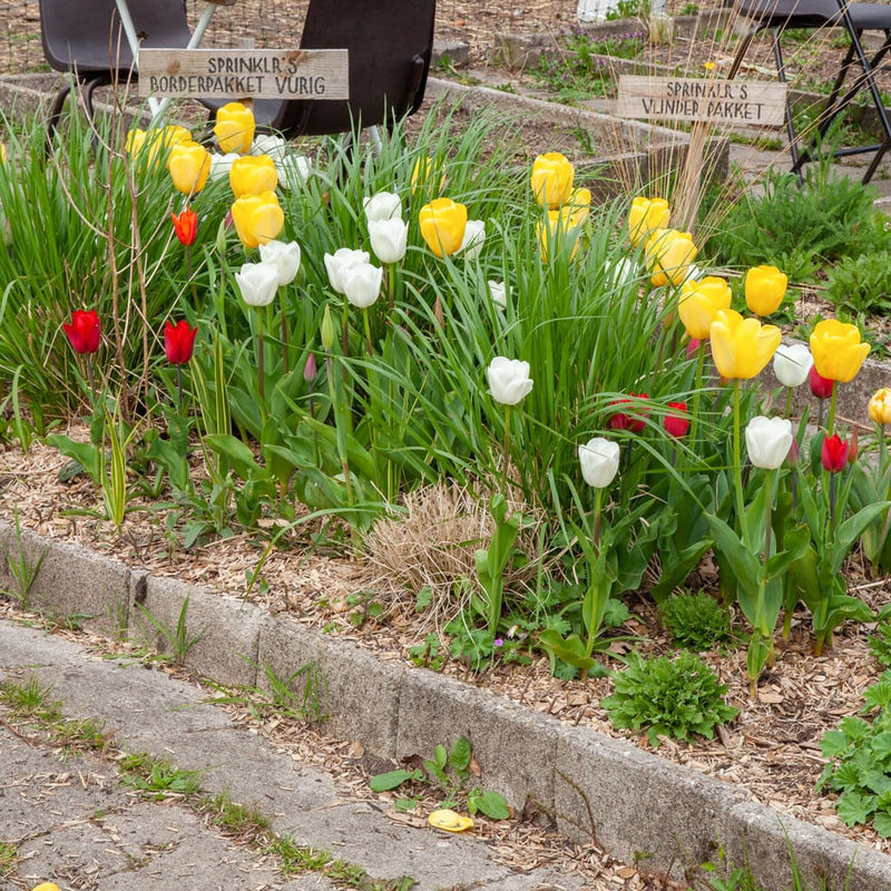 duurzaam geteelde tulp met witte bloem in een border met andere tulpen