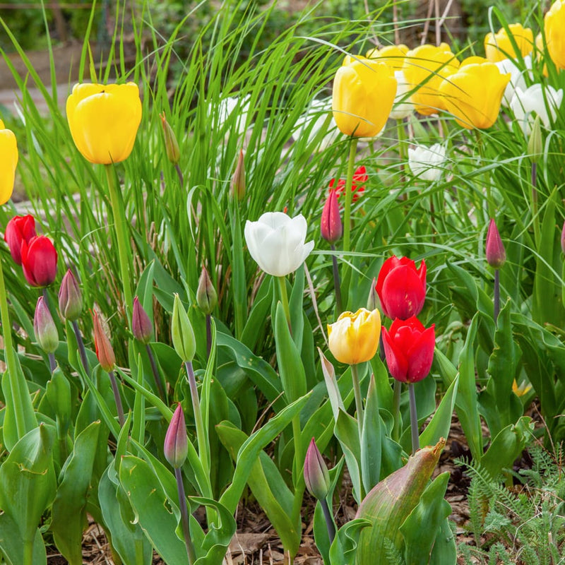 duurzaam geteelde tulp met witte bloem in een border met andere tulpen