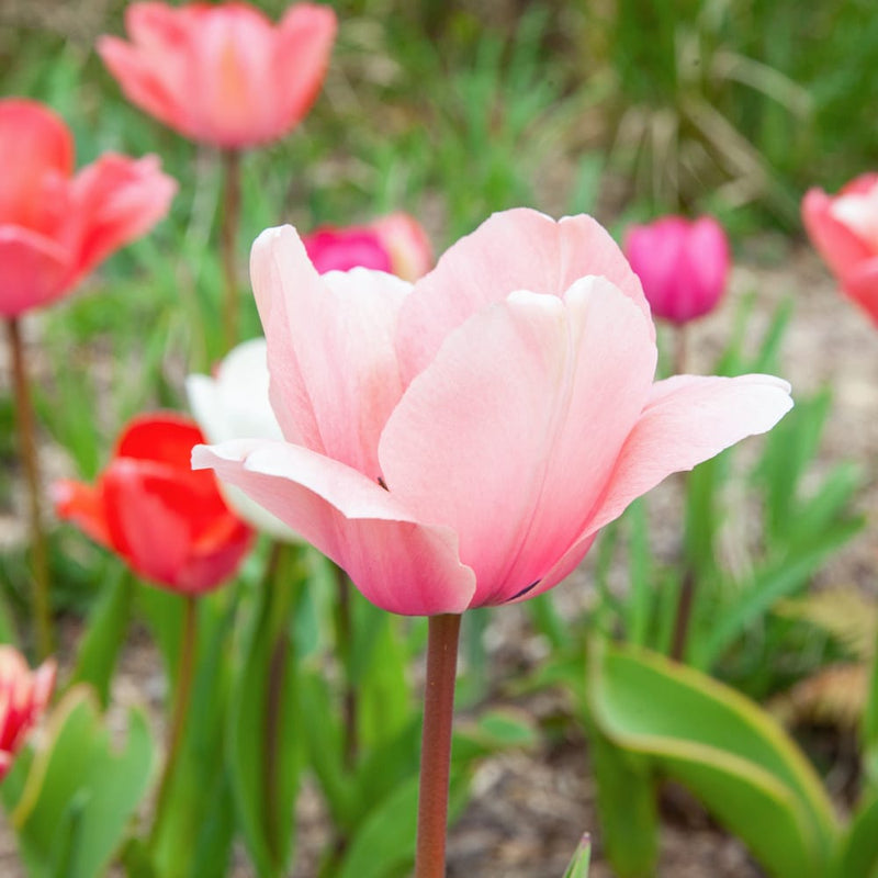 een zalmroze tulp in een border
