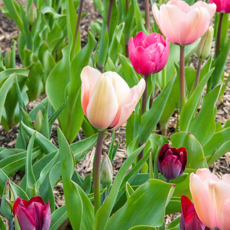 tulp met zalmroze bloem in een border