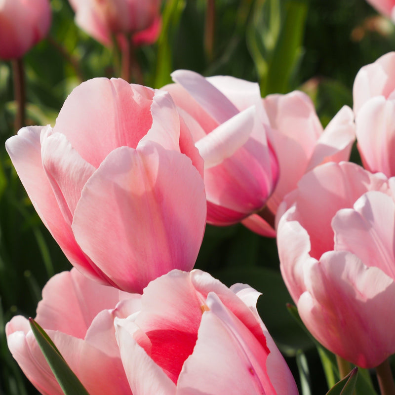 biologisch geteelde tulp in zalm kleur. 