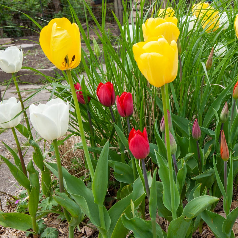 tulp met dieprode kleur in een border