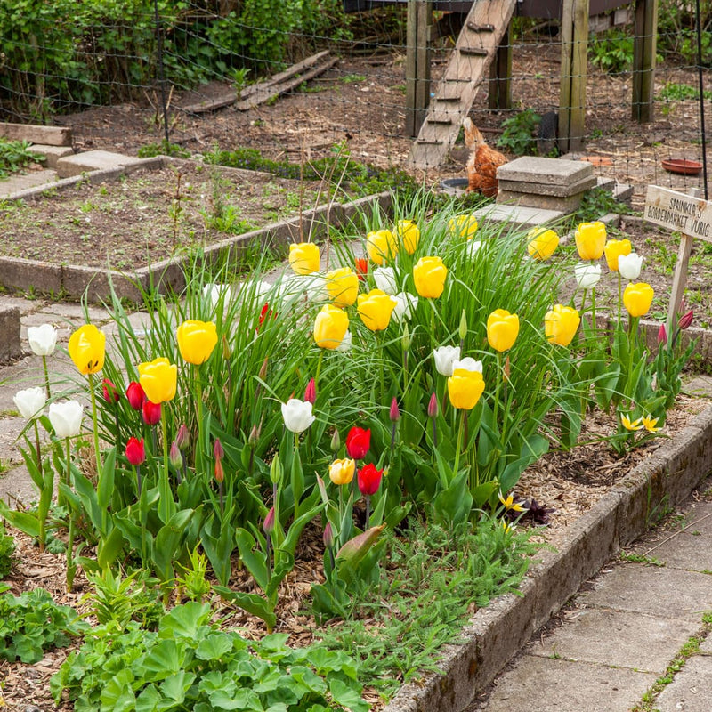 tulp met dieprode kleur in een border