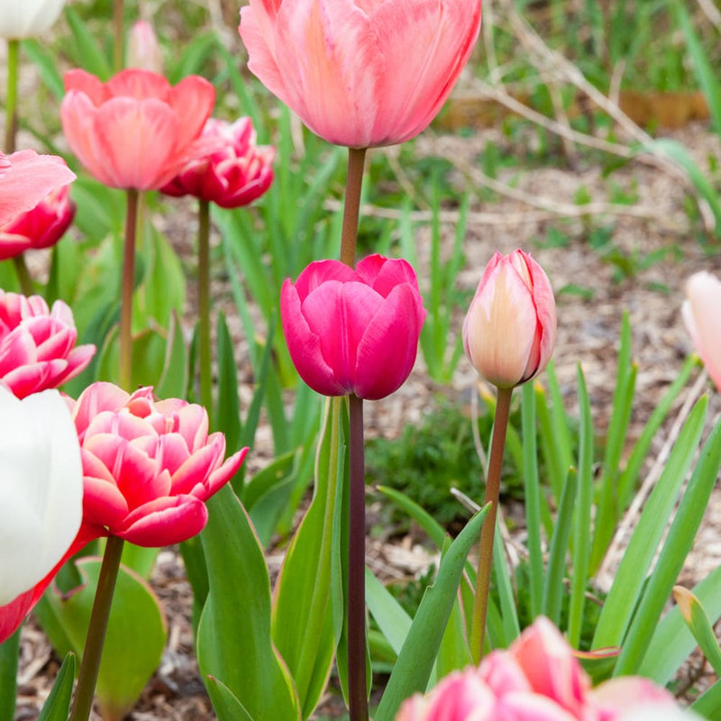 close up van een roze tulp in een border