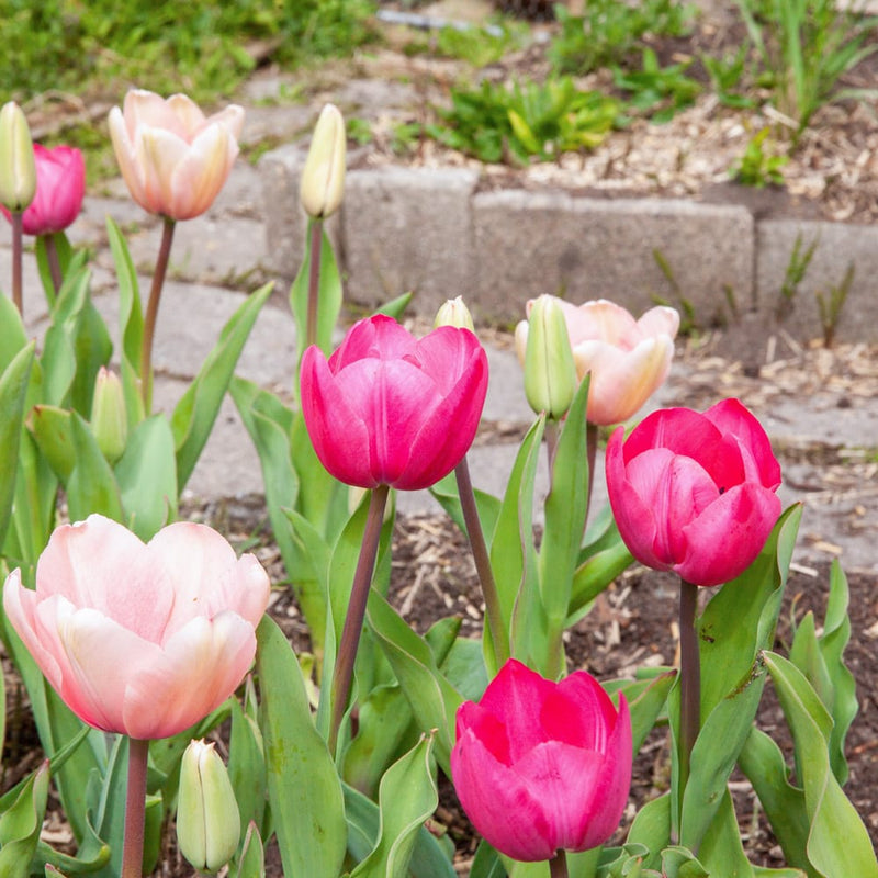 diverse tulpen in de kleuren roze in een border