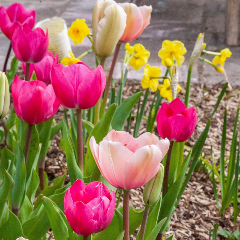 diverse tulpen in de kleuren roze in een border