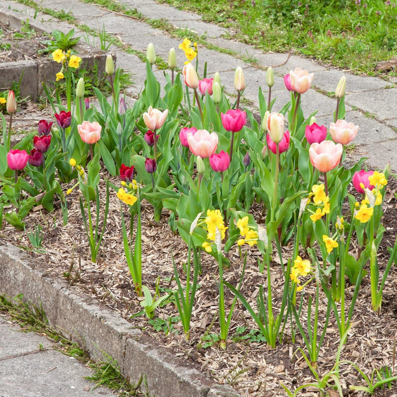 diverse tulpen in de kleuren roze in een border