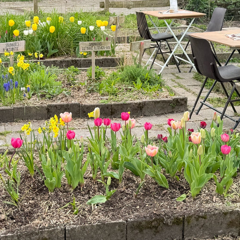tulpen met diverse kleuren roze bloemen