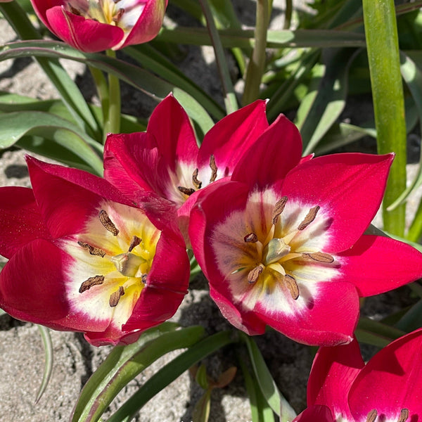 Tulp Tiny Timo