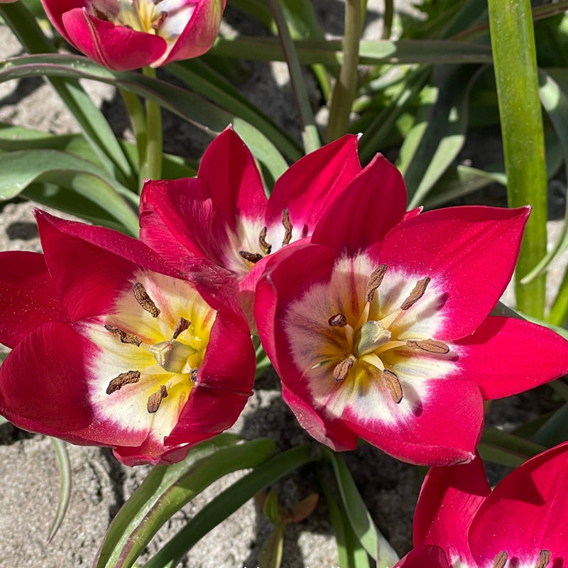 Biologische gekweekte rode tulp die elk jaar weer terug komt. 
