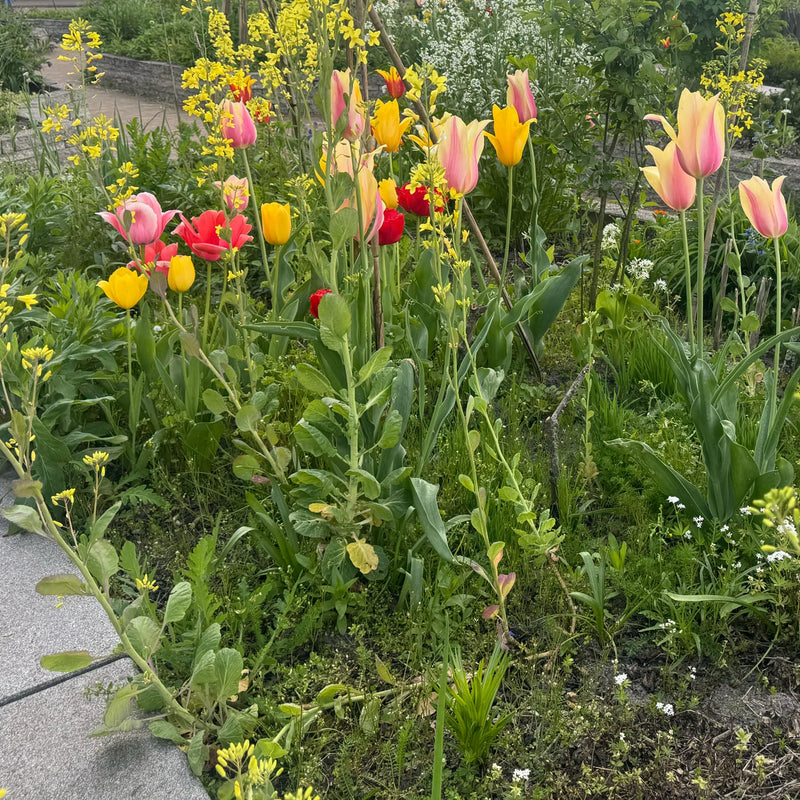 diverse tulpen in roze geel en rood in een border