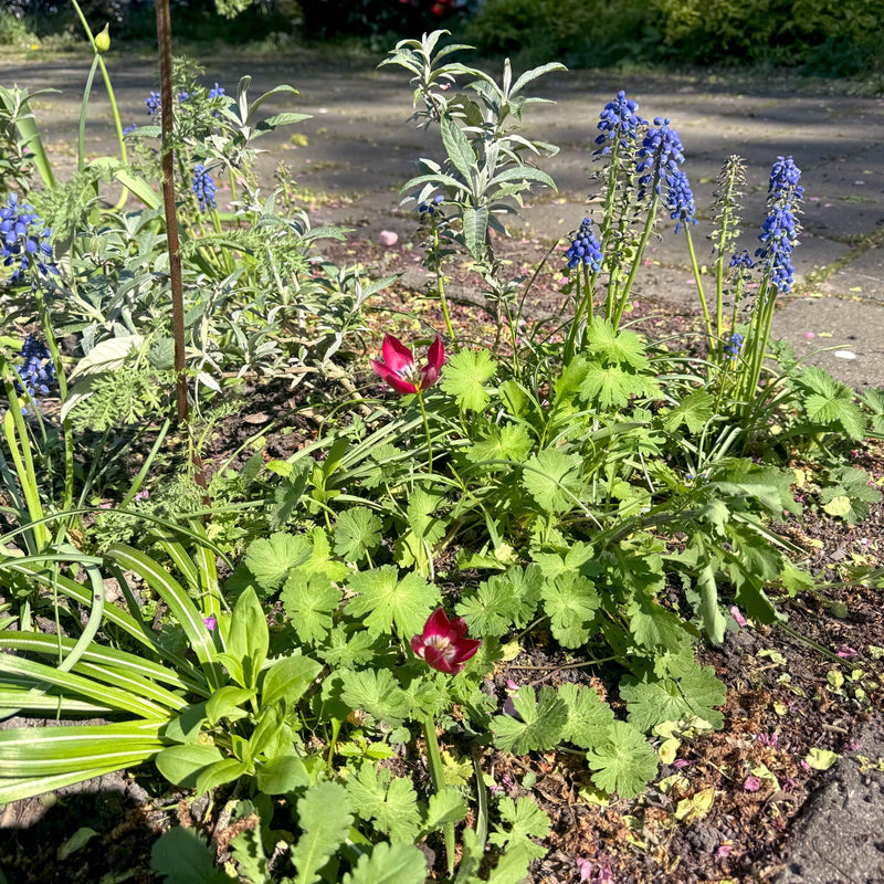 tulp tiny timo een laag groeiende tulp met rood blad en een wit hart in een border naast blauwe druifjes