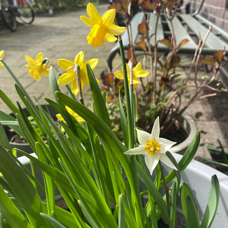 tulp turkestanica in pot met narcissen