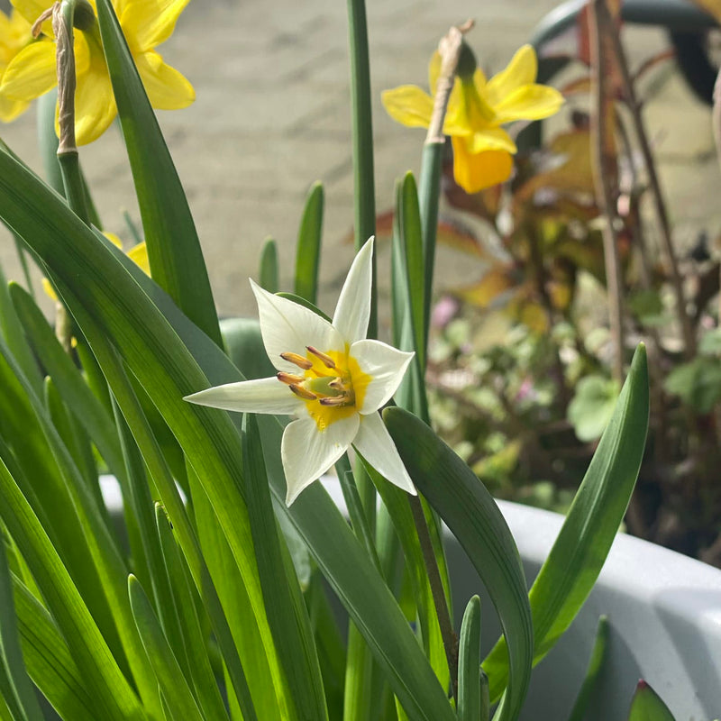 tulp turkestanica close up bloem in pot met narcissen