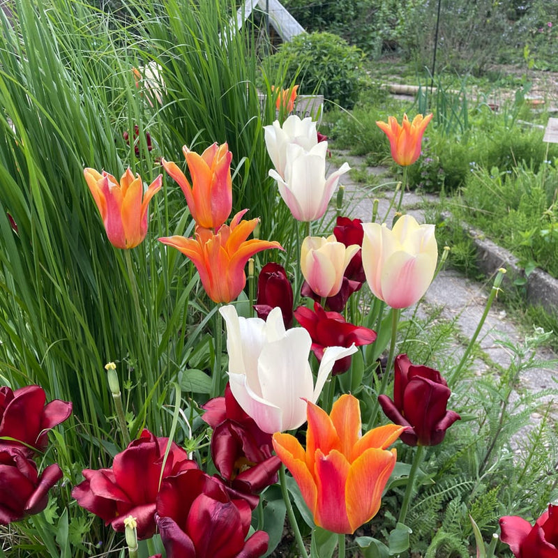 mix van diverse tulpen met witte gele oranje en rode bloemen