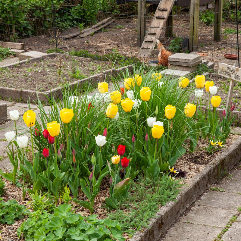 mix van diverse tulpen met witte gele oranje en rode bloemen