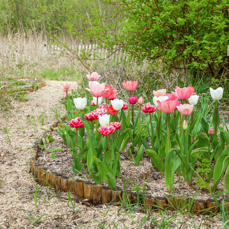 diverse tulpen in de kleuren roze en wit in een border