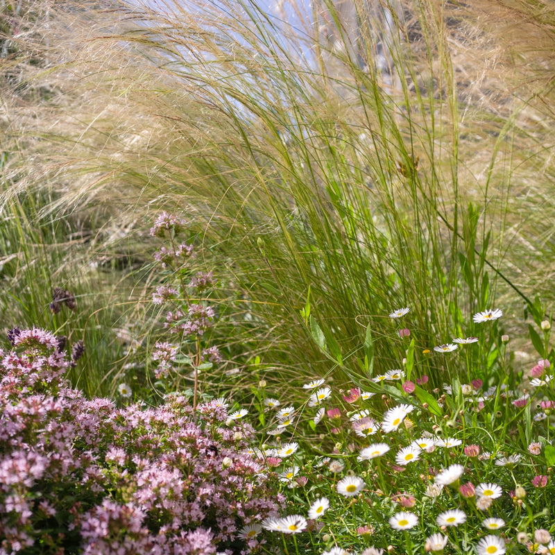 vedergras ponytails in combinatie met muurfijnstraal en wilde marjolein in een border