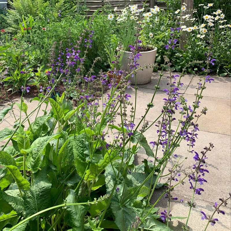 Inheemse veldsalie of salvia met paarse aren, gekweekt zonder pesticiden. 